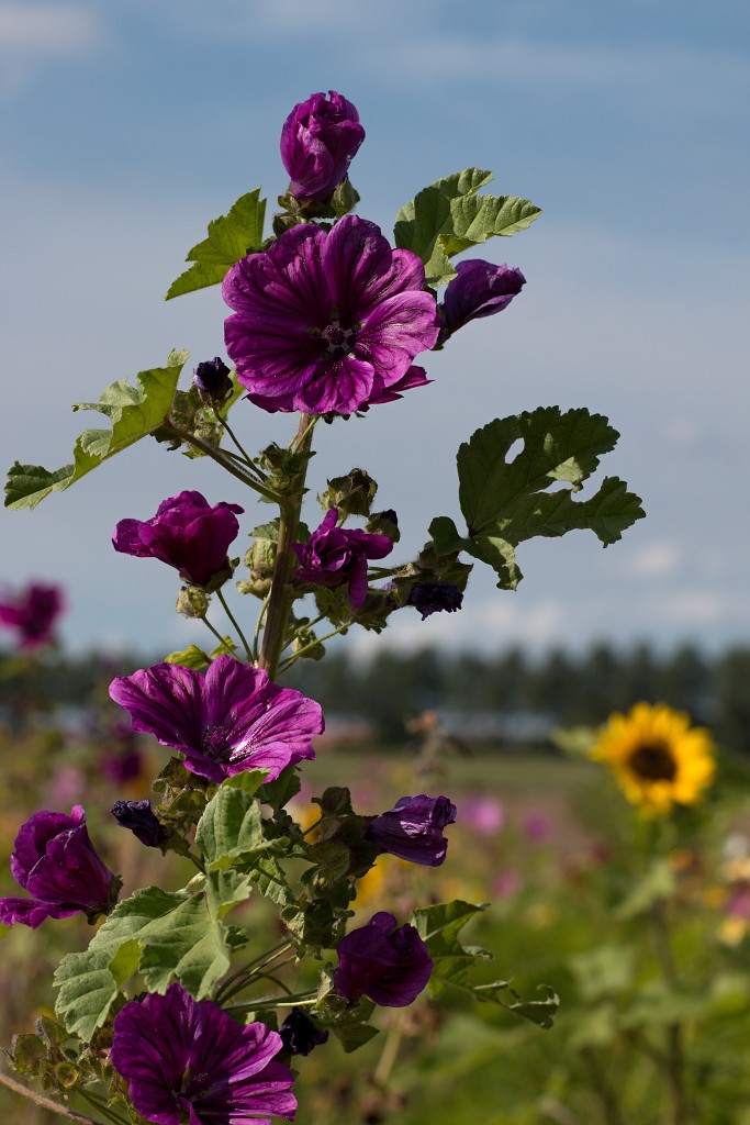 akkerranden akkerrand bloem bloemen flora hdr polder gewas landbouw biodiversiteit landschap cannabis wiet marihuana hasj hennep